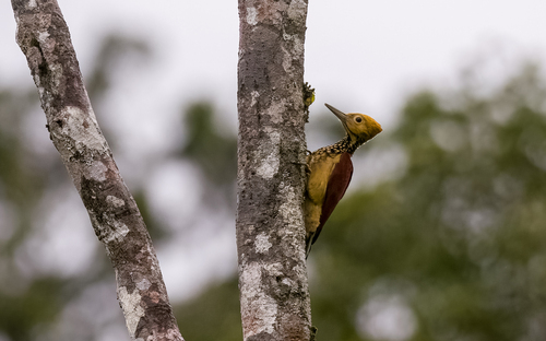Yellow-faced Flameback (Chrysocolaptes xanthocephalus), photo 1
