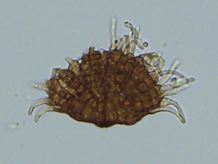 Cercospora