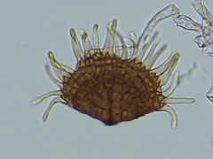 Cercospora