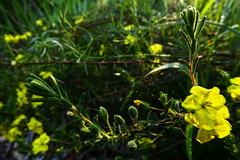 Hibbertia riparia