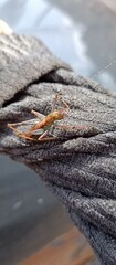 Listroscelidinae