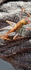 Listroscelidinae