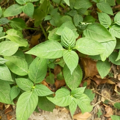 Asystasia gangetica