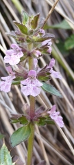 Stachys agraria