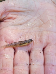 Etheostoma olmstedi