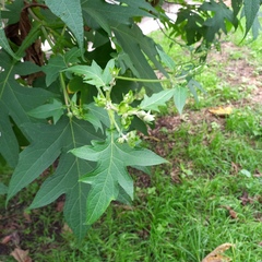 Montanoa grandiflora