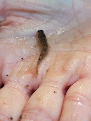 Etheostoma olmstedi