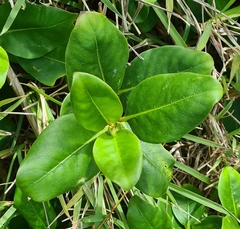 Coprosma macrocarpa