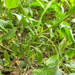 Asystasia gangetica