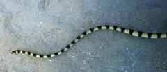 Hydrophis coggeri