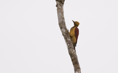 Chrysocolaptes xanthocephalus