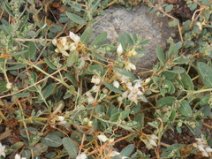 Cuscuta umbellata