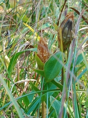 Gentiana calycosa