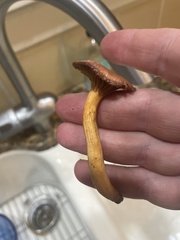 Chroogomphus tomentosus