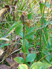 Gentiana calycosa