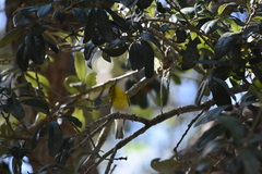 Vireo flavifrons