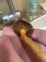 Chroogomphus tomentosus