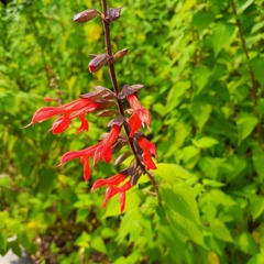 Salvia gesneriiflora