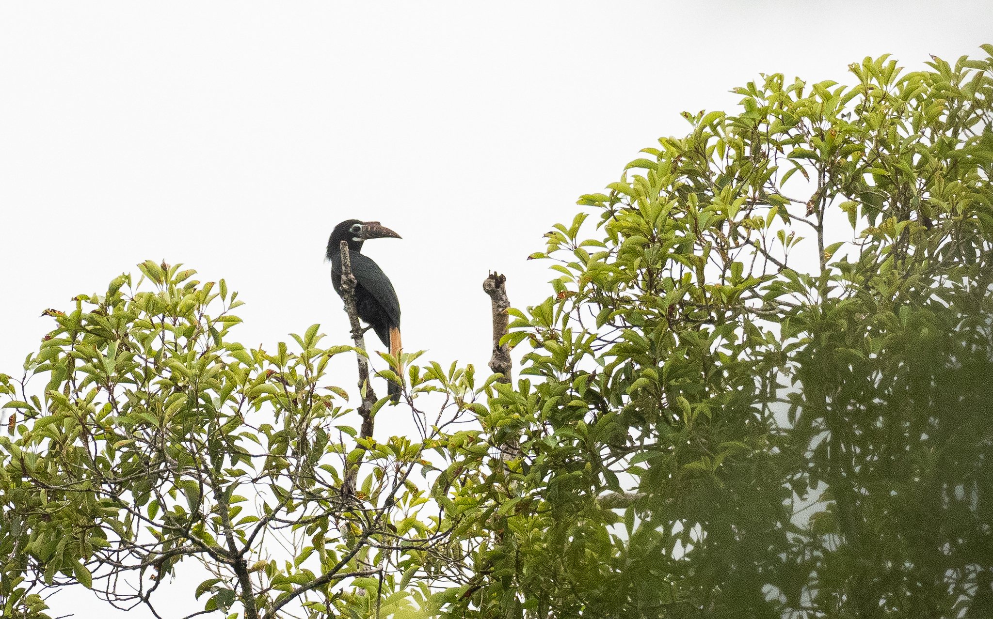 Visayan Hornbill (Penelopides panini), photo 5