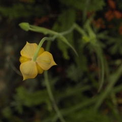 Calochortus