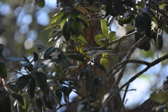 Vireo flavifrons