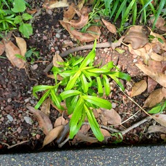 Senecio madagascariensis