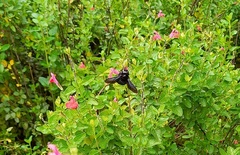 Xylocopa
