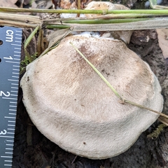 Clitocybe rivulosa