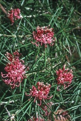 Grevillea confertifolia