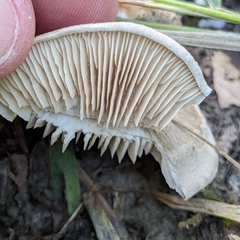 Clitocybe rivulosa
