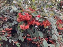 Cotoneaster coriaceus