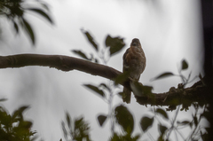 Accipiter trivirgatus