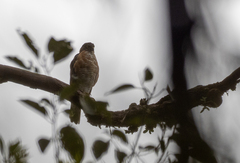 Accipiter trivirgatus