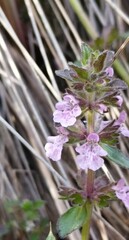 Stachys agraria