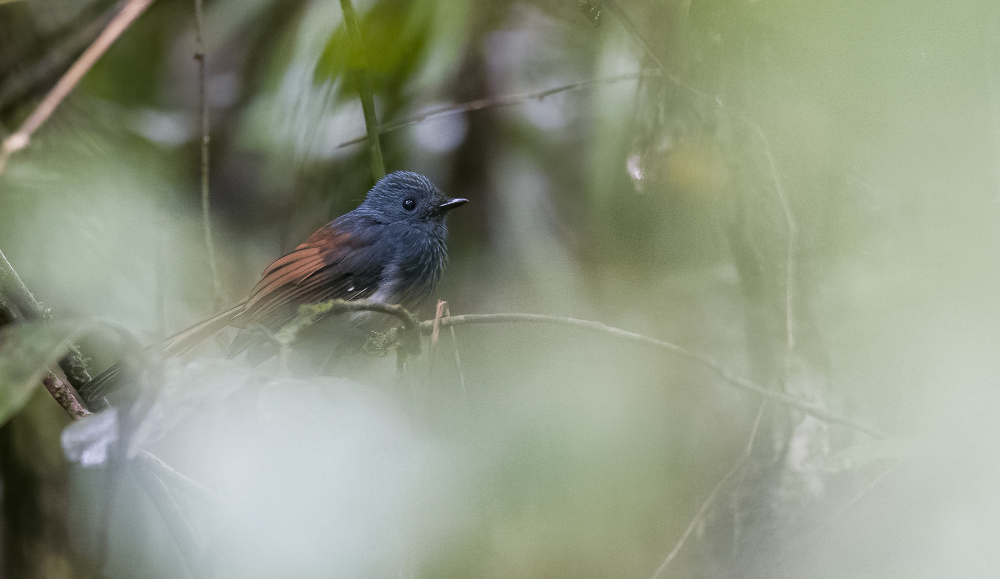 Visayan Fantail (Rhipidura albiventris), photo 9