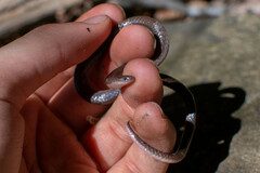 Carphophis amoenus amoenus