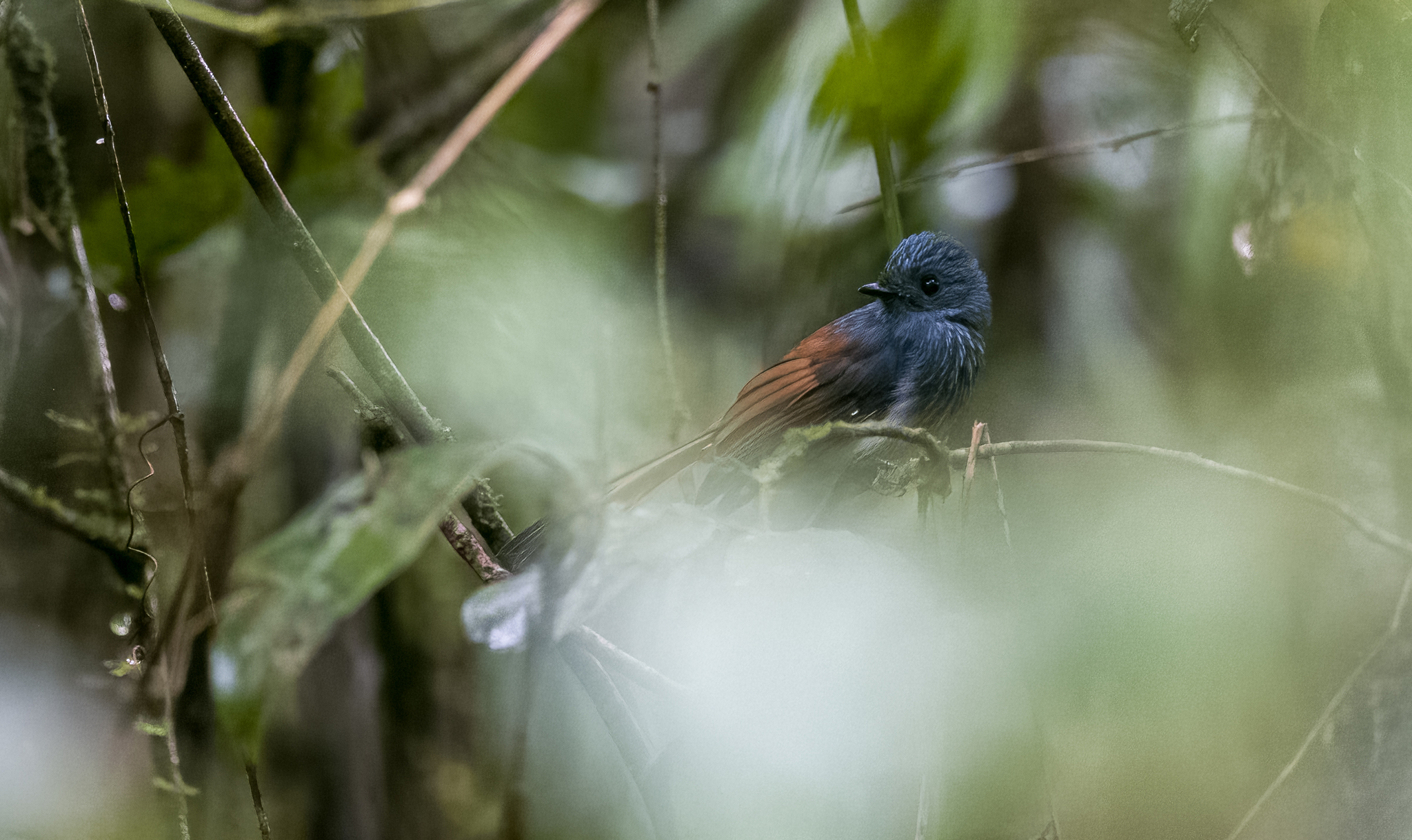 Visayan Fantail (Rhipidura albiventris), photo 10