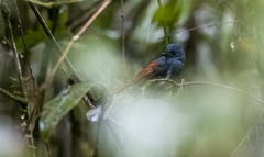 Rhipidura albiventris