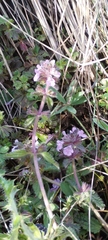 Stachys agraria