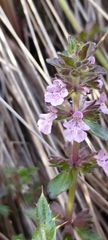 Stachys agraria
