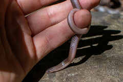 Carphophis amoenus amoenus
