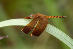 Neurothemis terminata