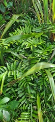 Asplenium oblongifolium