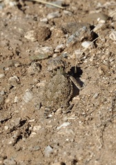 Phrynosoma solare
