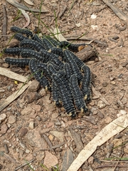 Perga affinis