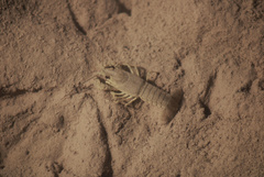 Faxonius virilis