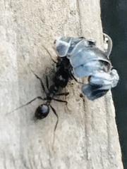 Pheidole