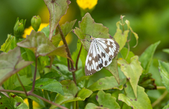 Nyctemera adversata