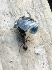 Pheidole