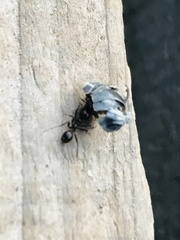 Pheidole